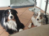 les parents male noir tri et femelle bleu merle
