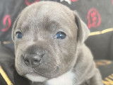 4 chiots Staffordshire Bull Terriers LOF à réserver, 3 mâles, 1 femelle