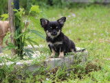 &Agrave; vendre un chiot Chihuahua LOF m&acirc;le noir &agrave; poil long