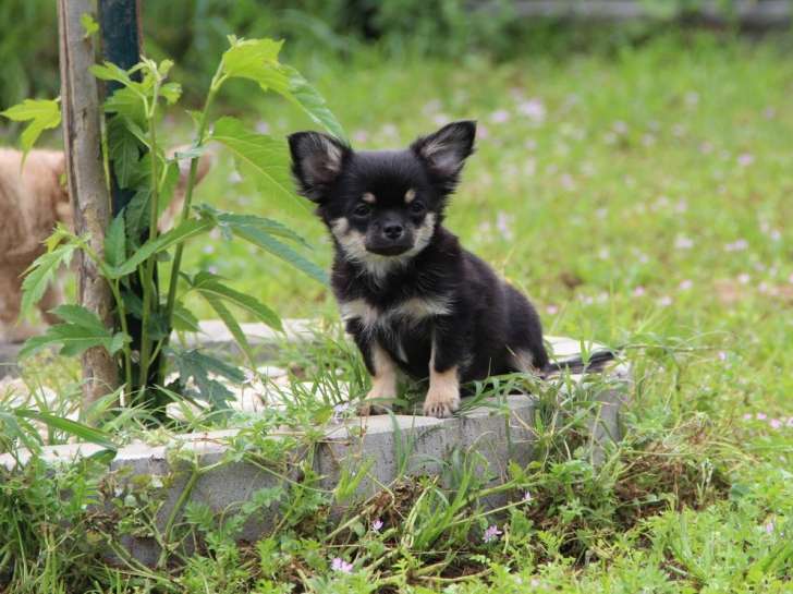 À vendre un chiot Chihuahua LOF mâle noir à poil long