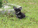 &Agrave; vendre un chiot Chihuahua LOF m&acirc;le noir &agrave; poil long