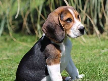 Vente d’un chiot Beagle mâle tricolore LOF