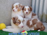 À vendre 4 chiots, 3 mâles et une femelle, Bergers Australiens LOF