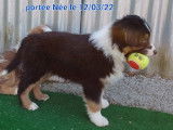 À vendre 4 chiots, 3 mâles et une femelle, Bergers Australiens LOF