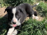 Robustes chiots Border Collie pedigree ISDS à réserver pour début juin 2022 : deux femelles et trois mâles