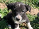 Robustes chiots Border Collie pedigree ISDS à réserver pour début juin 2022 : deux femelles et trois mâles