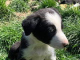 Robustes chiots Border Collie pedigree ISDS à réserver pour début juin 2022 : deux femelles et trois mâles