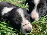 Robustes chiots Border Collie pedigree ISDS à réserver pour début juin 2022 : deux femelles et trois mâles