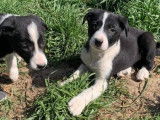 Robustes chiots Border Collie pedigree ISDS à réserver pour début juin 2022 : deux femelles et trois mâles
