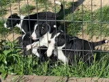 Robustes chiots Border Collie pedigree ISDS à réserver pour début juin 2022 : deux femelles et trois mâles