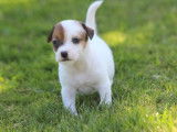 À réserver 5 chiots, 4 femelles et 1 mâle, Jack Russell Terriers LOF