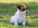 À réserver 5 chiots, 4 femelles et 1 mâle, Jack Russell Terriers LOF