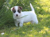 À réserver 5 chiots, 4 femelles et 1 mâle, Jack Russell Terriers LOF