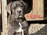 4 chiots m&acirc;les Canes Corso LOF disponibles &agrave; l&rsquo;achat