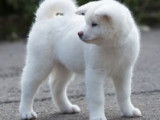 À vendre : 2 chiots Akita Inus mâle et femelle LOF blanc ou roux