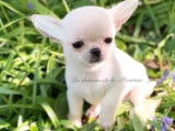 3 chiots Chihuahuas à réserver (LOF), 2 mâles et 1 femelle
