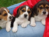 Disponibles à la réservation 4 chiots Beagles non LOF mâles et femelles