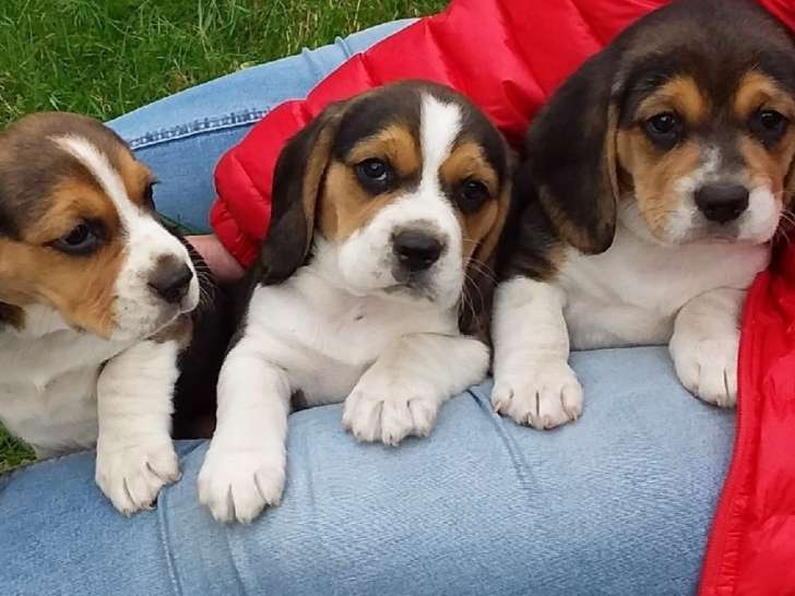 Disponibles à la réservation 4 chiots Beagles non LOF mâles et femelles