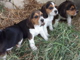 Disponibles à la réservation 4 chiots Beagles non LOF mâles et femelles