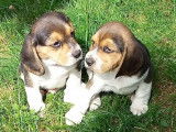 Disponibles à la réservation 4 chiots Beagles non LOF mâles et femelles