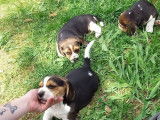 Disponibles à la réservation 4 chiots Beagles non LOF mâles et femelles
