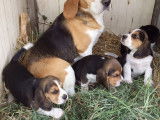 Disponibles à la réservation 4 chiots Beagles non LOF mâles et femelles