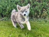 À vendre 2 chiots Akita Inus mâles non LOF