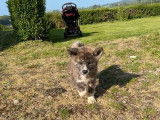 À vendre 2 chiots Akita Inus mâles non LOF