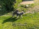 À vendre 2 chiots Akita Inus mâles non LOF
