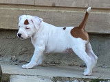 Vente d’un chiot Staffie porteur de rouge, mâle LOF