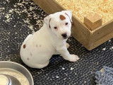 Vente d’un chiot Staffie porteur de rouge, mâle LOF