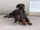 5 chiots Dobermanns fauve et feu non LOF à réserver