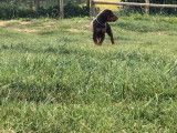 5 chiots Dobermanns fauve et feu non LOF à réserver