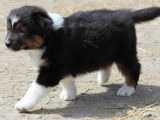 2 chiots Bergers Australiens femelles LOF &agrave; vendre, noir tricolore