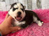 6 chiots Huskies de Sib&eacute;rie disponibles &agrave; la r&eacute;servation (non LOF)