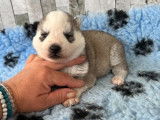 6 chiots Huskies de Sib&eacute;rie disponibles &agrave; la r&eacute;servation (non LOF)