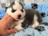 6 chiots Huskies de Sib&eacute;rie disponibles &agrave; la r&eacute;servation (non LOF)