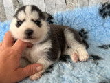 6 chiots Huskies de Sib&eacute;rie disponibles &agrave; la r&eacute;servation (non LOF)