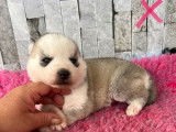 6 chiots Huskies de Sib&eacute;rie disponibles &agrave; la r&eacute;servation (non LOF)