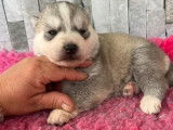 6 chiots Huskies de Sib&eacute;rie disponibles &agrave; la r&eacute;servation (non LOF)
