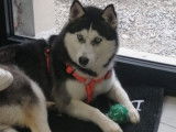6 chiots Huskies de Sib&eacute;rie disponibles &agrave; la r&eacute;servation (non LOF)
