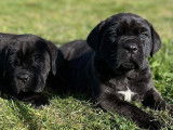 5 chiots Canes Corso noir bringé LOF en attente d’adoption