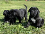 5 chiots Canes Corso noir bringé LOF en attente d’adoption