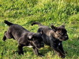 5 chiots Canes Corso noir bringé LOF en attente d’adoption