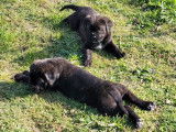 5 chiots Canes Corso noir bringé LOF en attente d’adoption