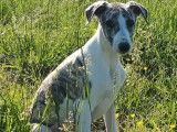 Un chiot mâle Whippet fauve gris bringé pan blanc LOF  à adopter