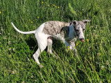 Un chiot mâle Whippet fauve gris bringé pan blanc LOF  à adopter