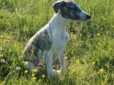Un chiot mâle Whippet fauve gris bringé pan blanc LOF  à adopter