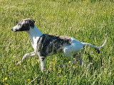 Un chiot mâle Whippet fauve gris bringé pan blanc LOF  à adopter