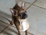 Un chiot Chihuahua m&acirc;le LOF fauve bring&eacute; &agrave; vendre